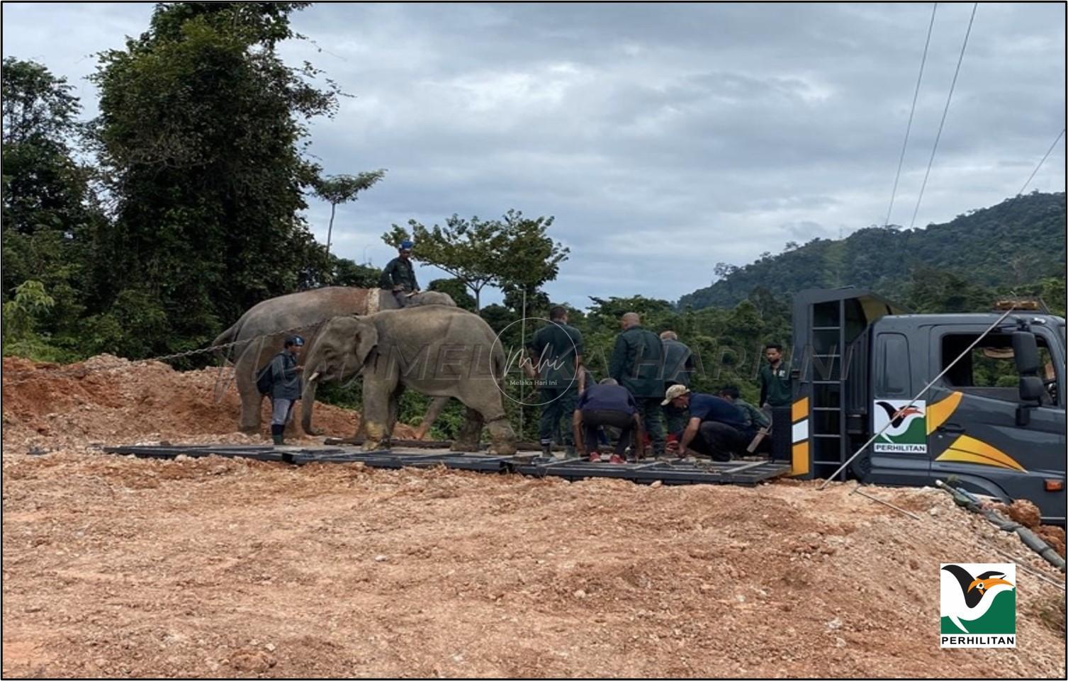 Perhilitan tangkap gajah liar masuk kampung di Jerteh