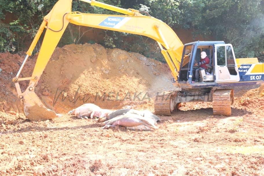 DVS hapus 16,000 babi dijangkiti Demam Babi Afrika di Melaka