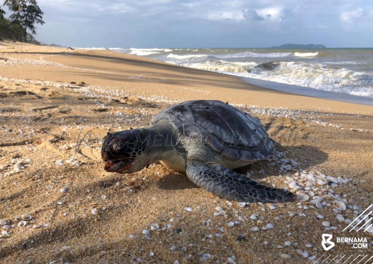 Dua bangkai penyu ditemukan di pantai Terengganu