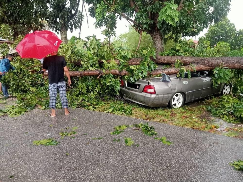 Pokok tumbang sekitar ibu negara