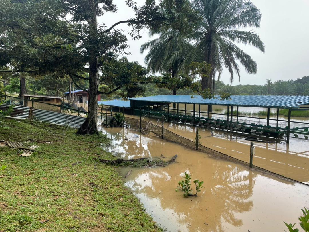 Banjir: Tahan sedih lihat 2,000 ayam kampung jadi bangkai