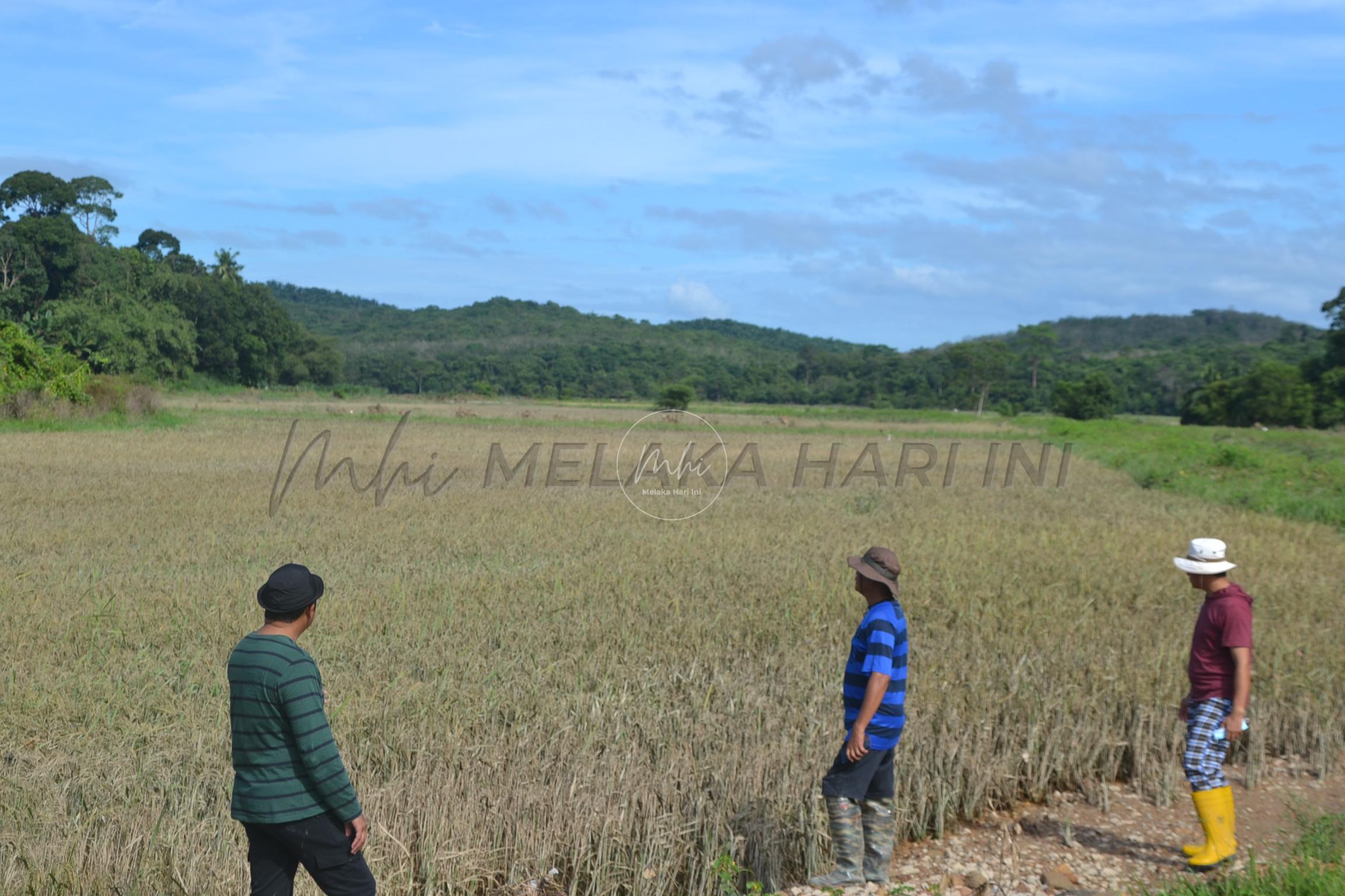 Projek ‘Periuk Nasi Selatan’ musnah akibat banjir