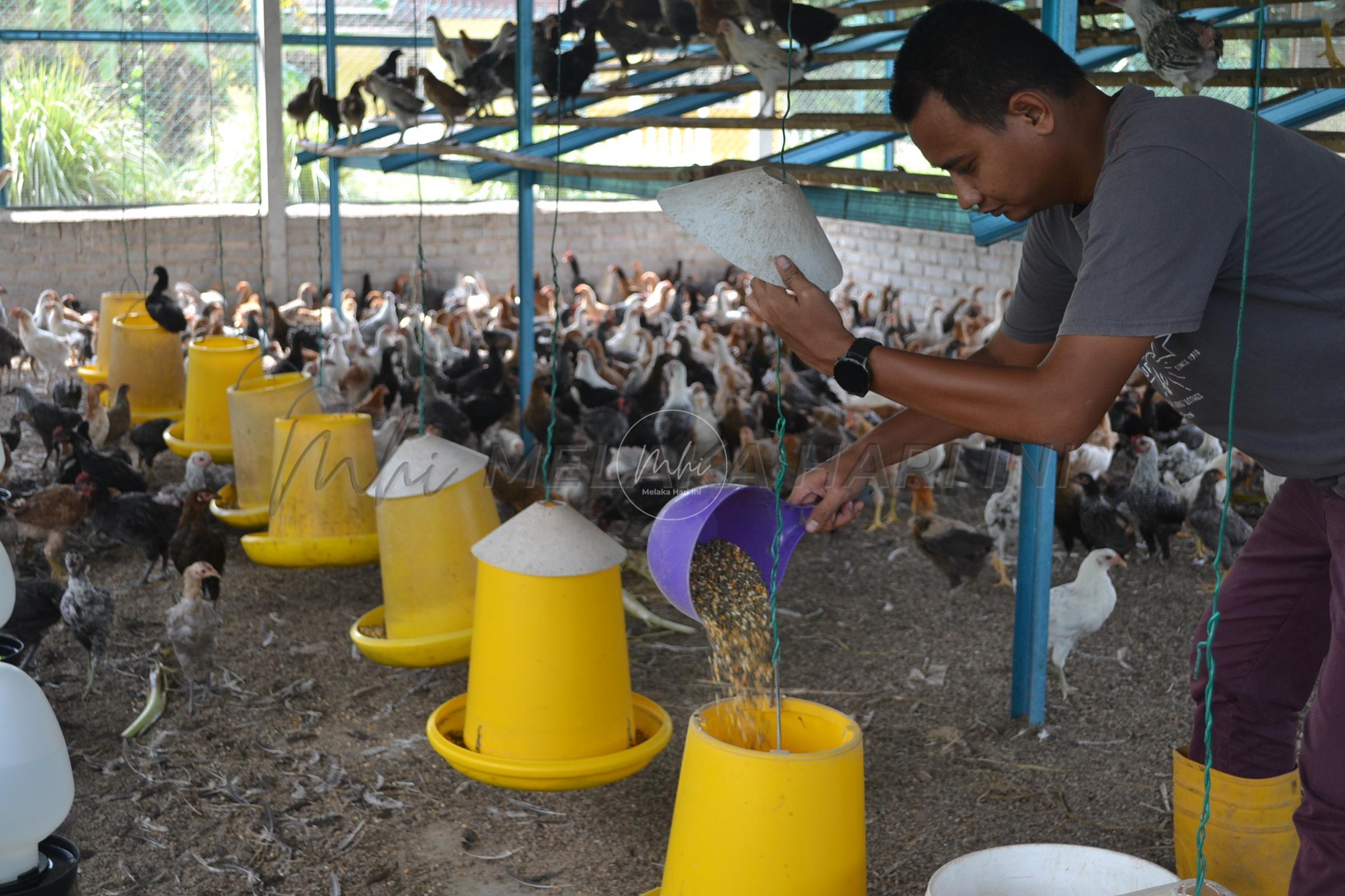 Segera muktamad pemberian subsidi penternak ayam