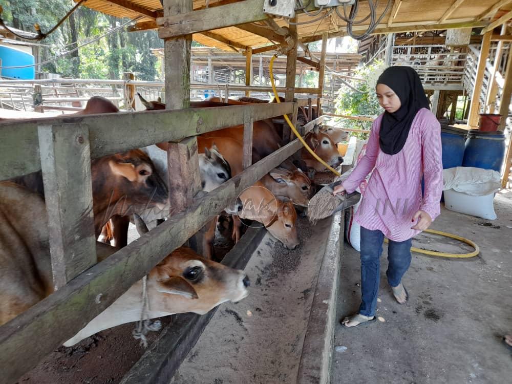 Gadis bandar tak kekok ‘belai’ lembu