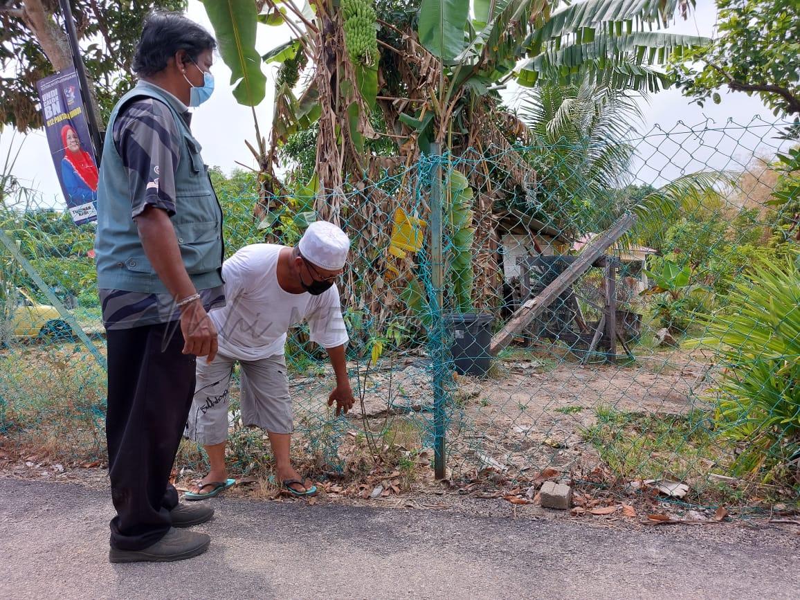 Babi hutan ancam keselamatan, tanaman penduduk