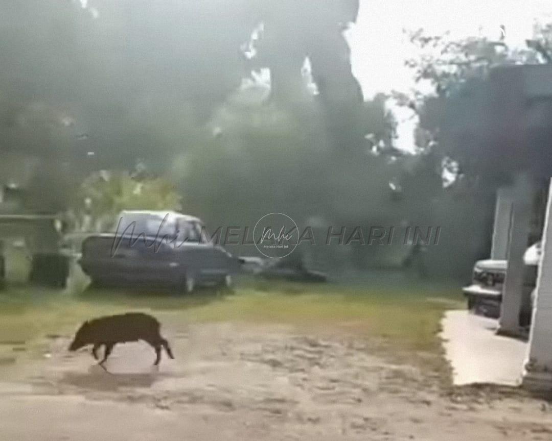 Melaka tubuh ‘pasukan’ tangani babi hutan – EXCO