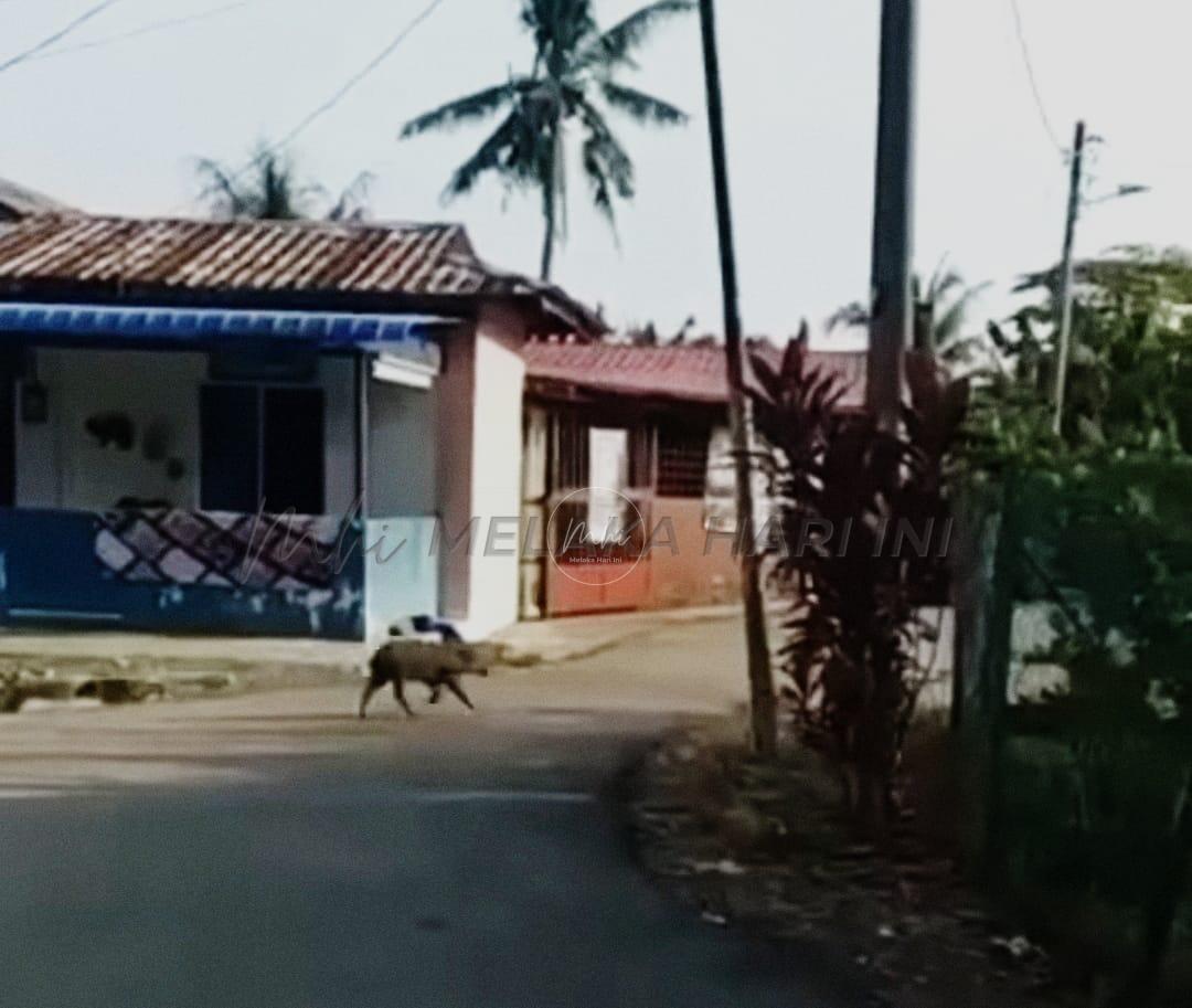 Usah bimbang, ASF hanya serang babi komersial bukan babi hutan – EXCO