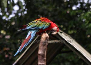 Zoo melaka