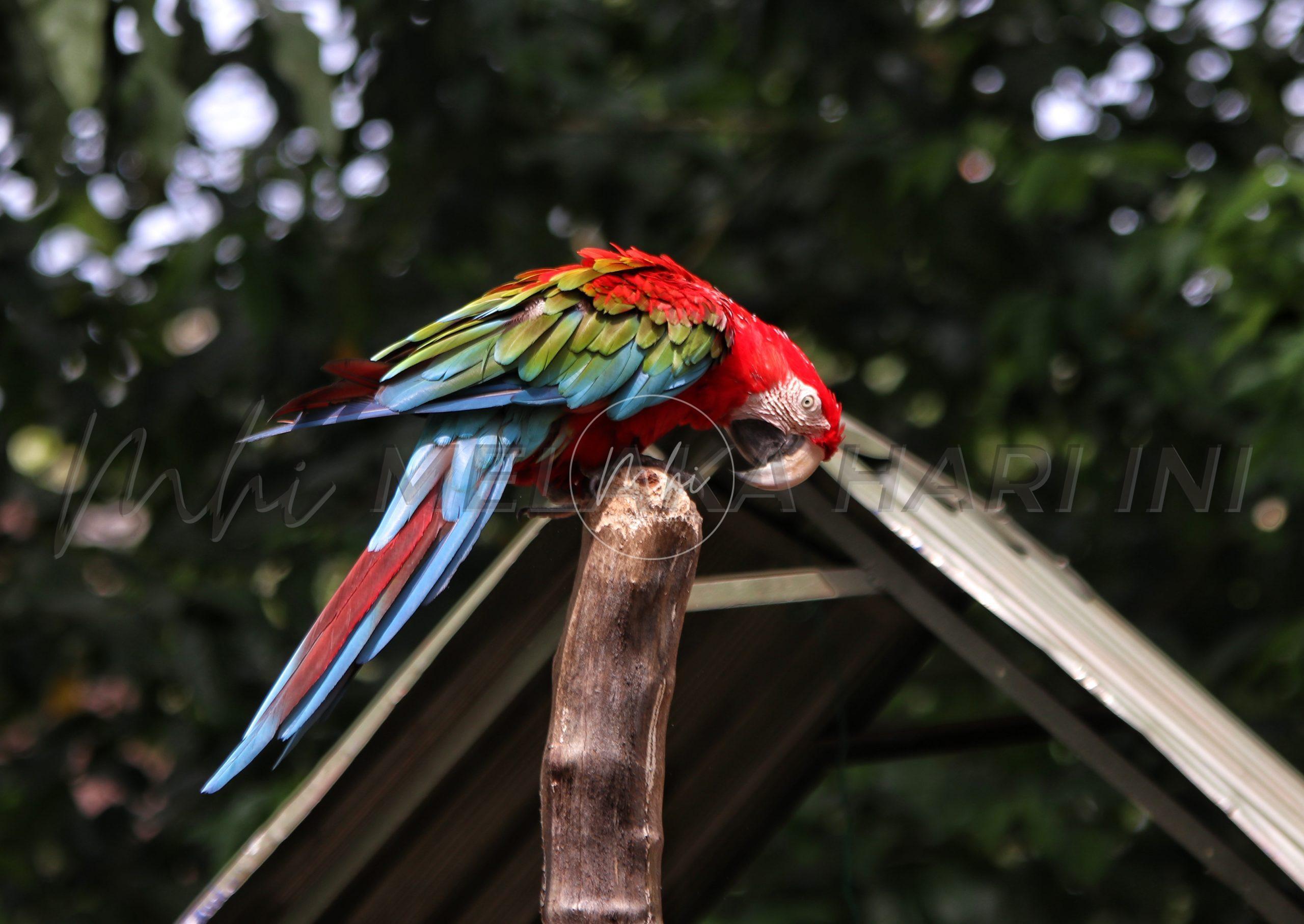 Gua Reptilia, mandi gajah tarikan baru Zoo Melaka