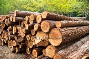 Kayu balak