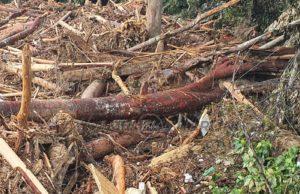 Kg balak sg telemong