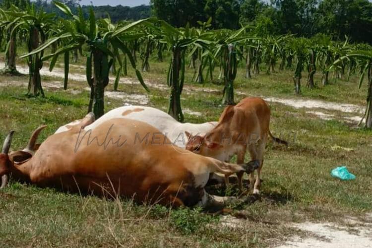 20 lembu dijumpai mati dalam kandang buah naga di Taiping