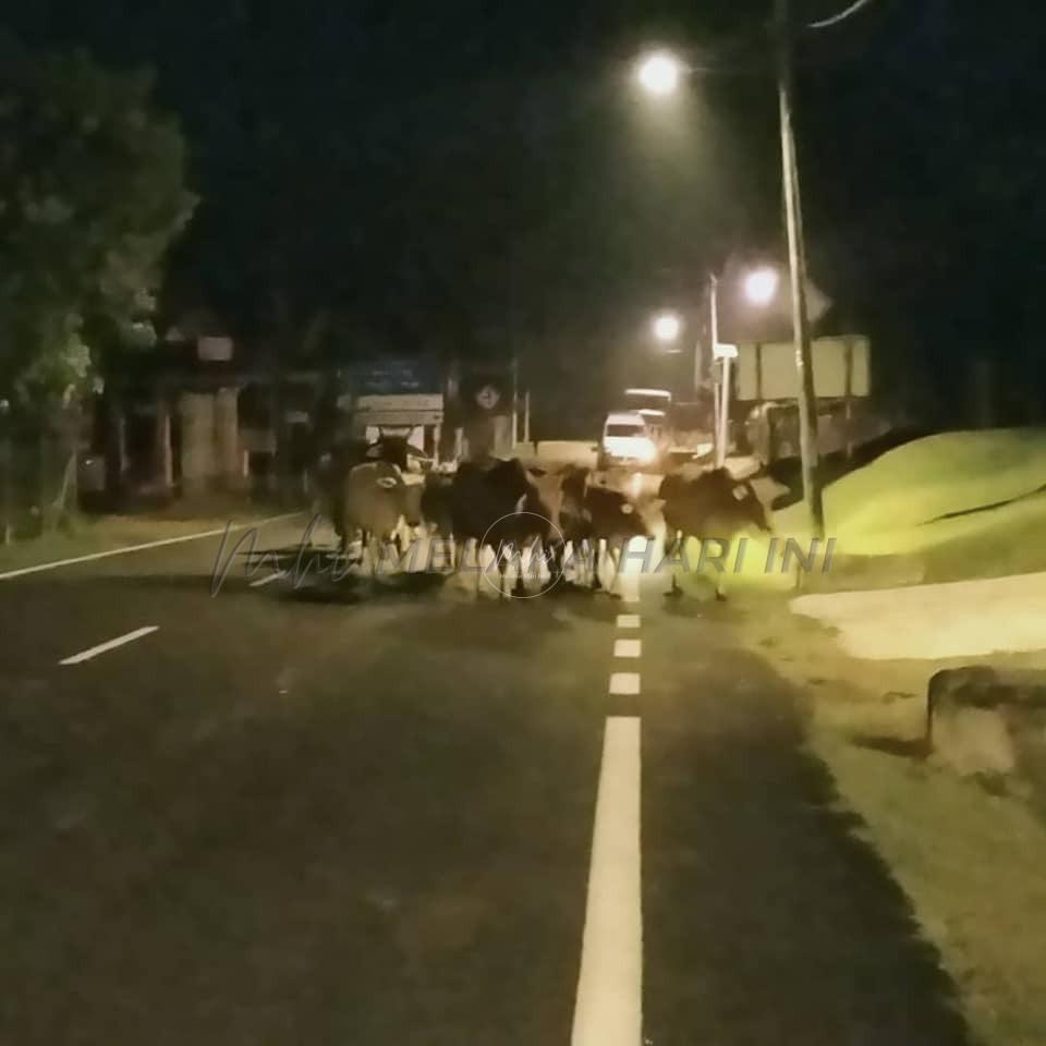 Lembu bertindak agresif dalam Operasi Ternakan Merayau- MPAG