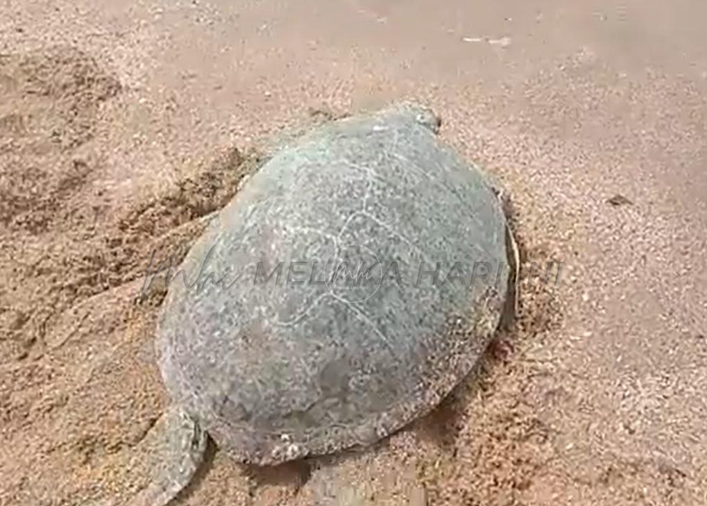 Penyu agar ditemukan lemah di pantai Port Dickson