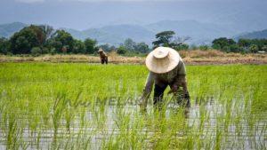 Thailands Rice Farmers