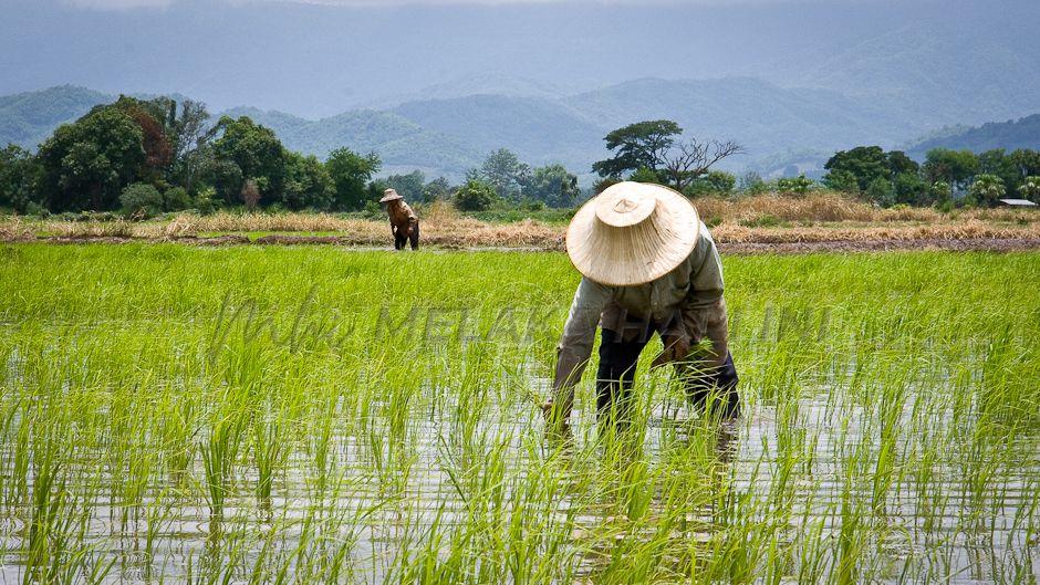 Thailands Rice Farmers