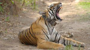 Tiger census collar gty thg 180212 16x9 992