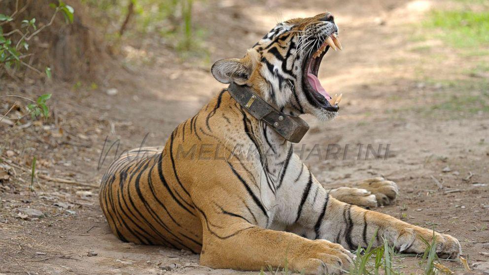 Tiger census collar gty thg 180212 16x9 992
