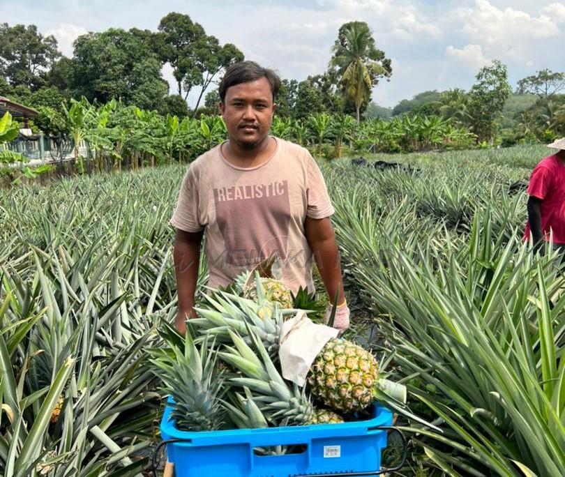 Nikmat berbudi kepada tanah