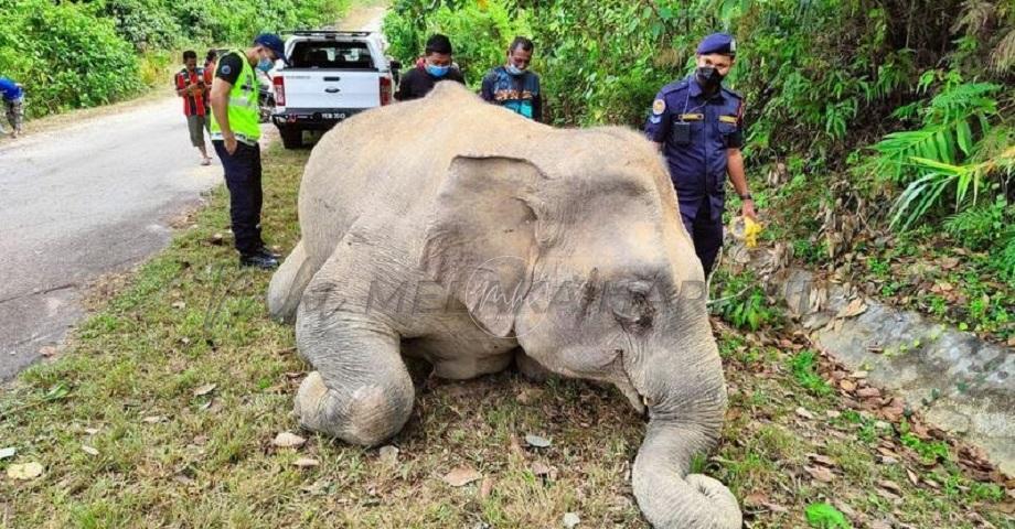 Gajah betina mati di tepi jalan