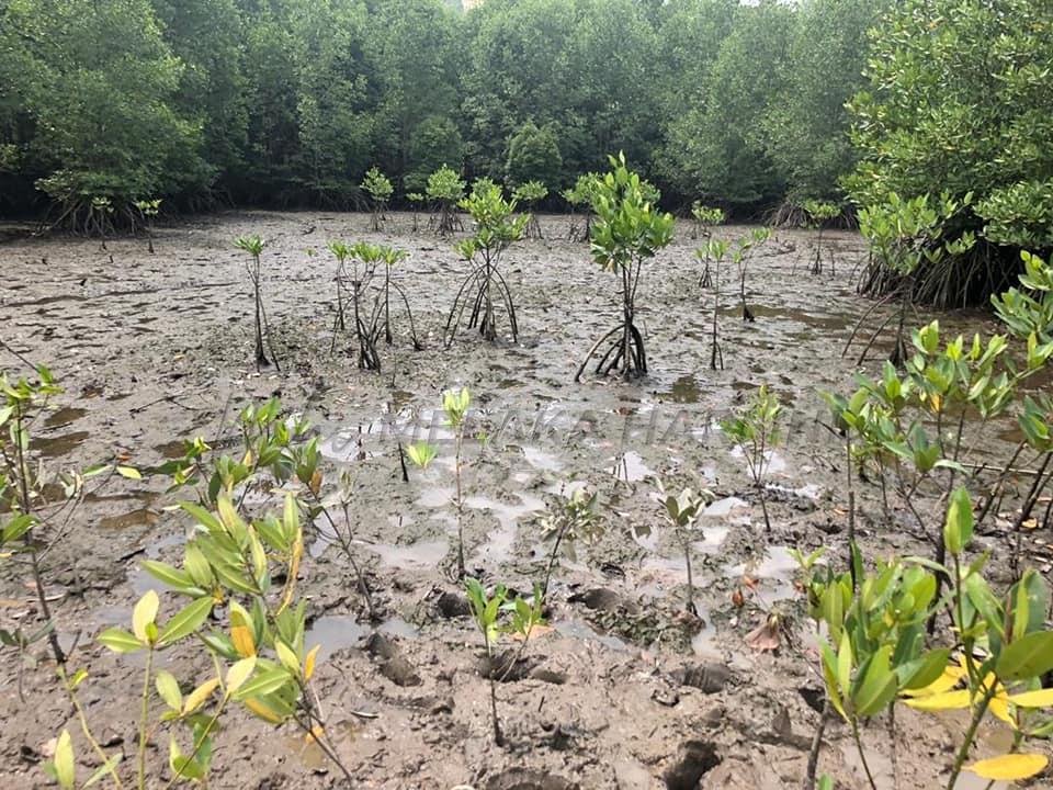 Penanaman pokok bakau diteruskan di pesisiran pantai negara