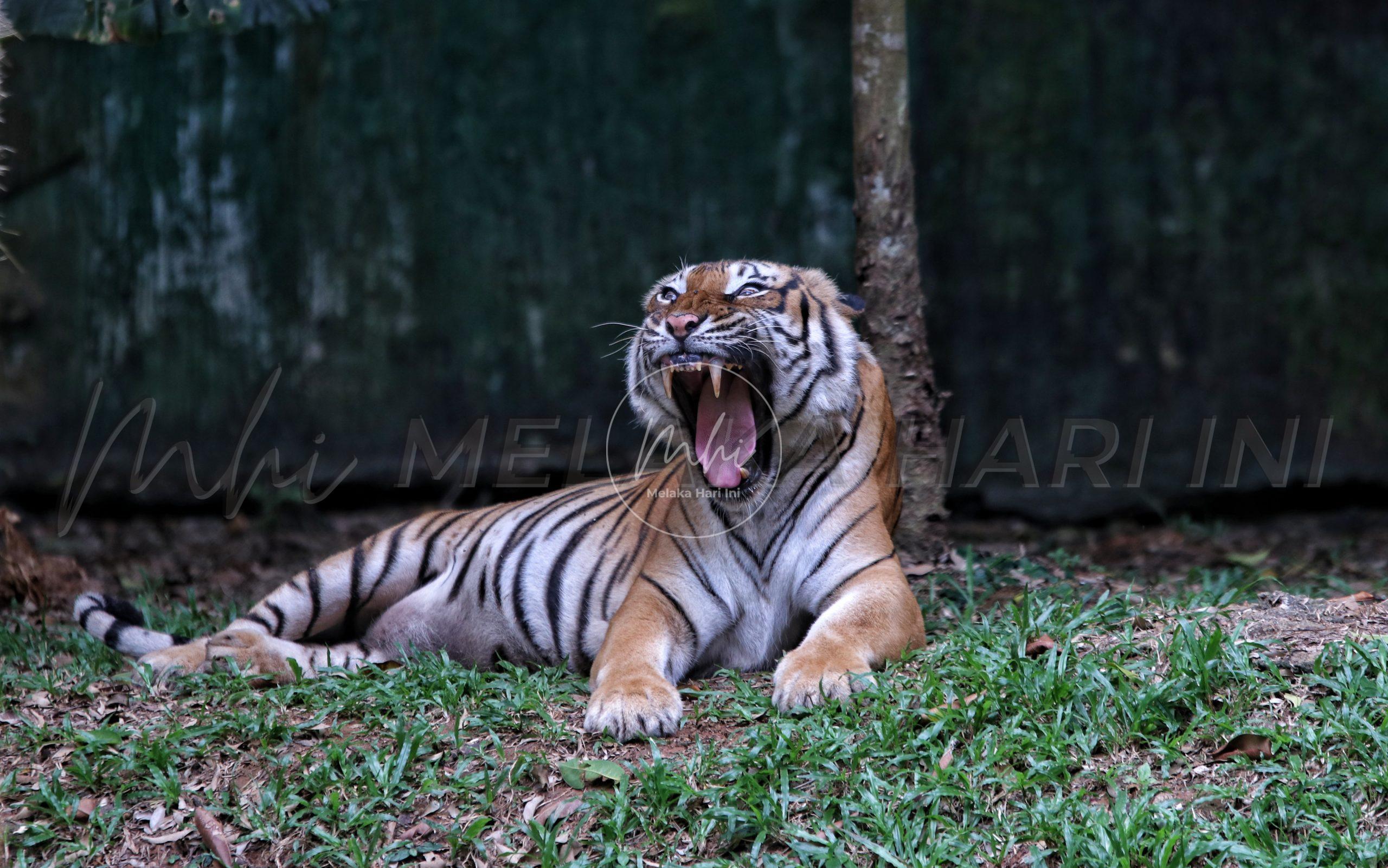 Taman eko rimba ditutup ekoran ancaman harimau