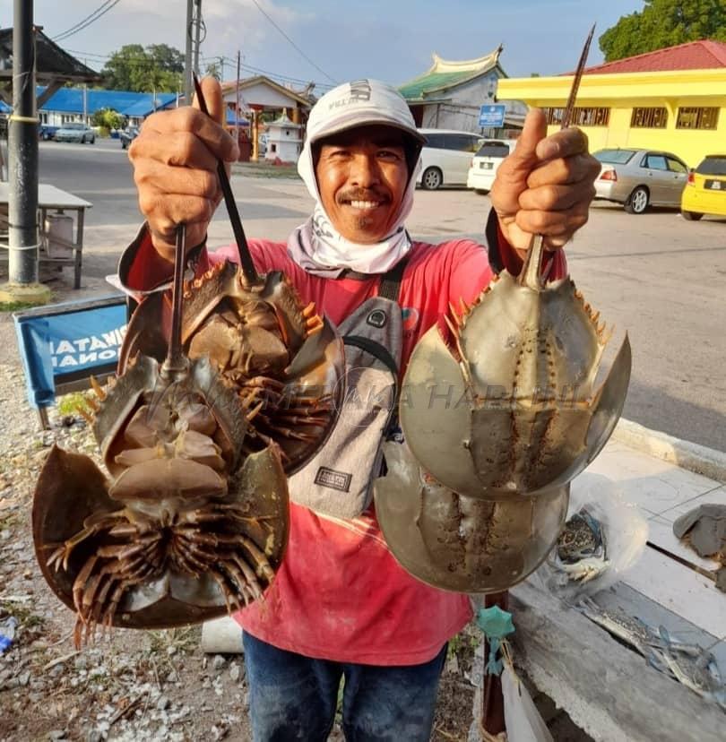 Nelayan tersenyum harga belangkas naik