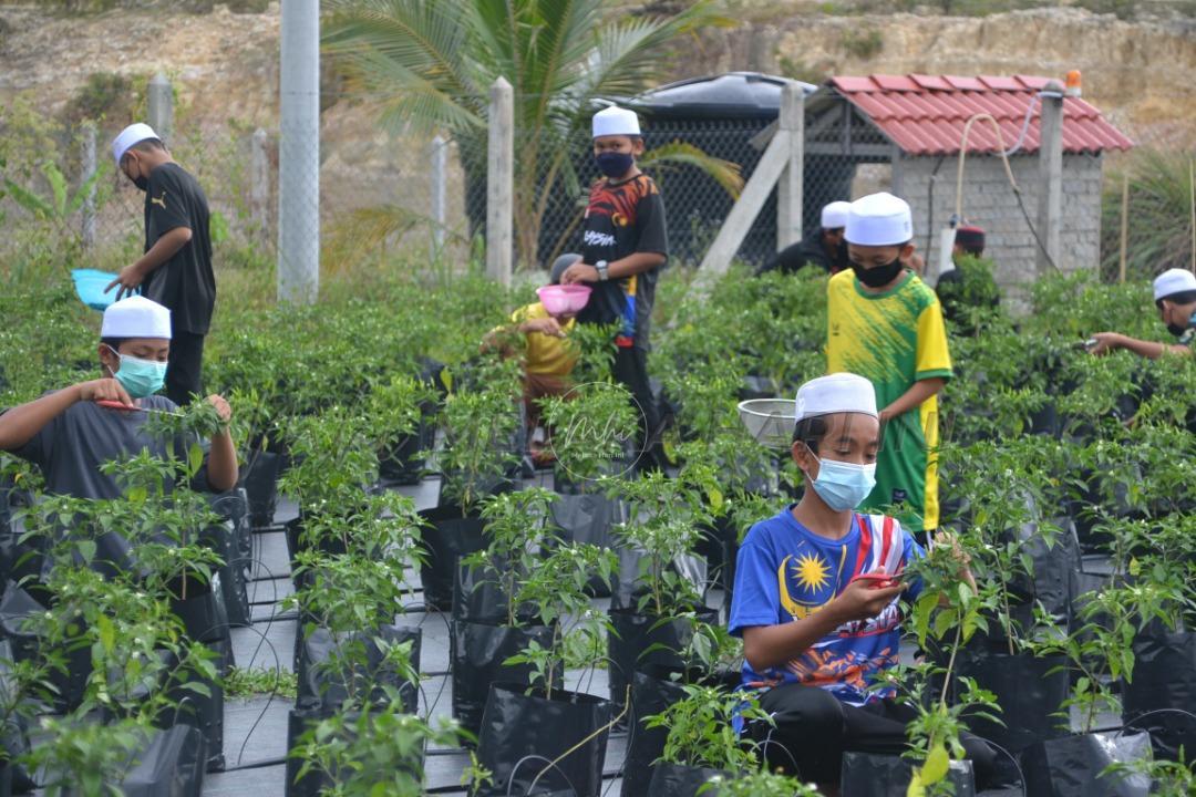 Pelajar tahfiz usahakan cili padi bara secara fertigasi