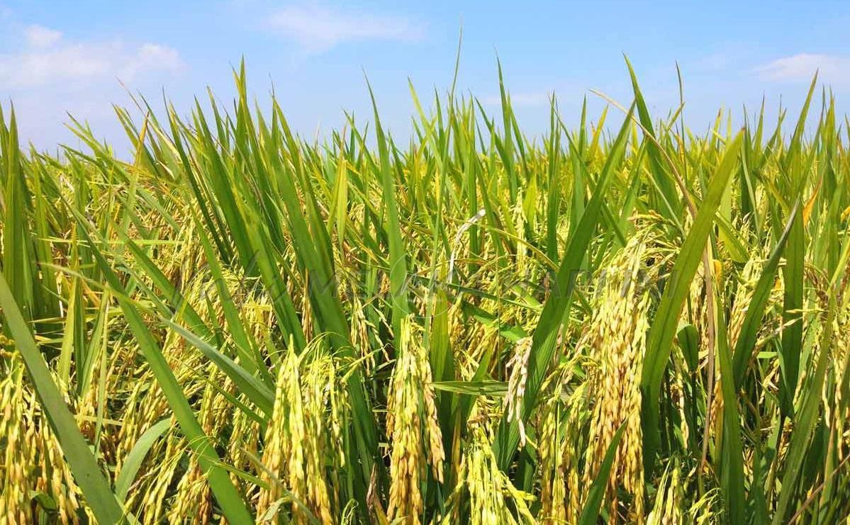 Inisiatif tanaman padi lima musim dalam dua tahun dipertimbang
