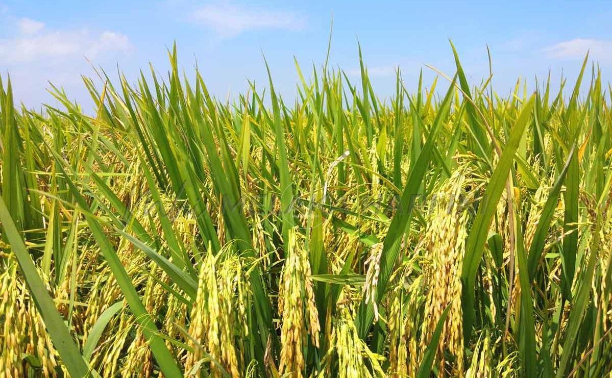 SMART SBB kurangkan kebergantungan pesawah terhadap orang tengah