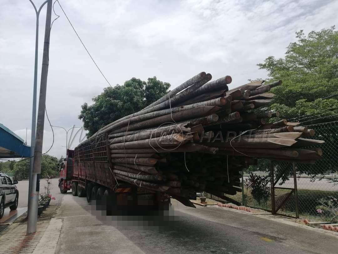 Pemandu treler bawa muatan kayu secara berbahaya dikompaun