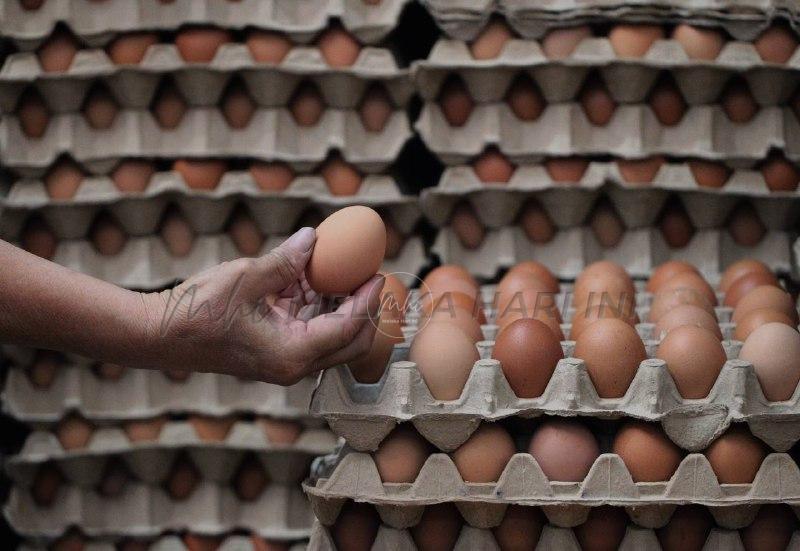 Pemberian subsidi bantu tingkatkan pengeluaran telur ayam