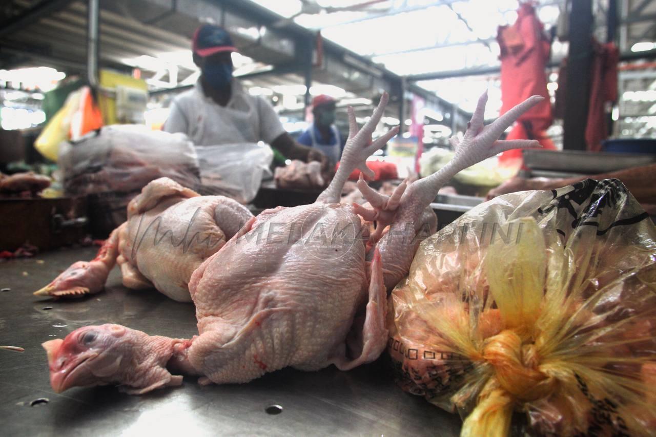 Harga ayam dijangka lepasi RM10 satu kilogram Julai ini