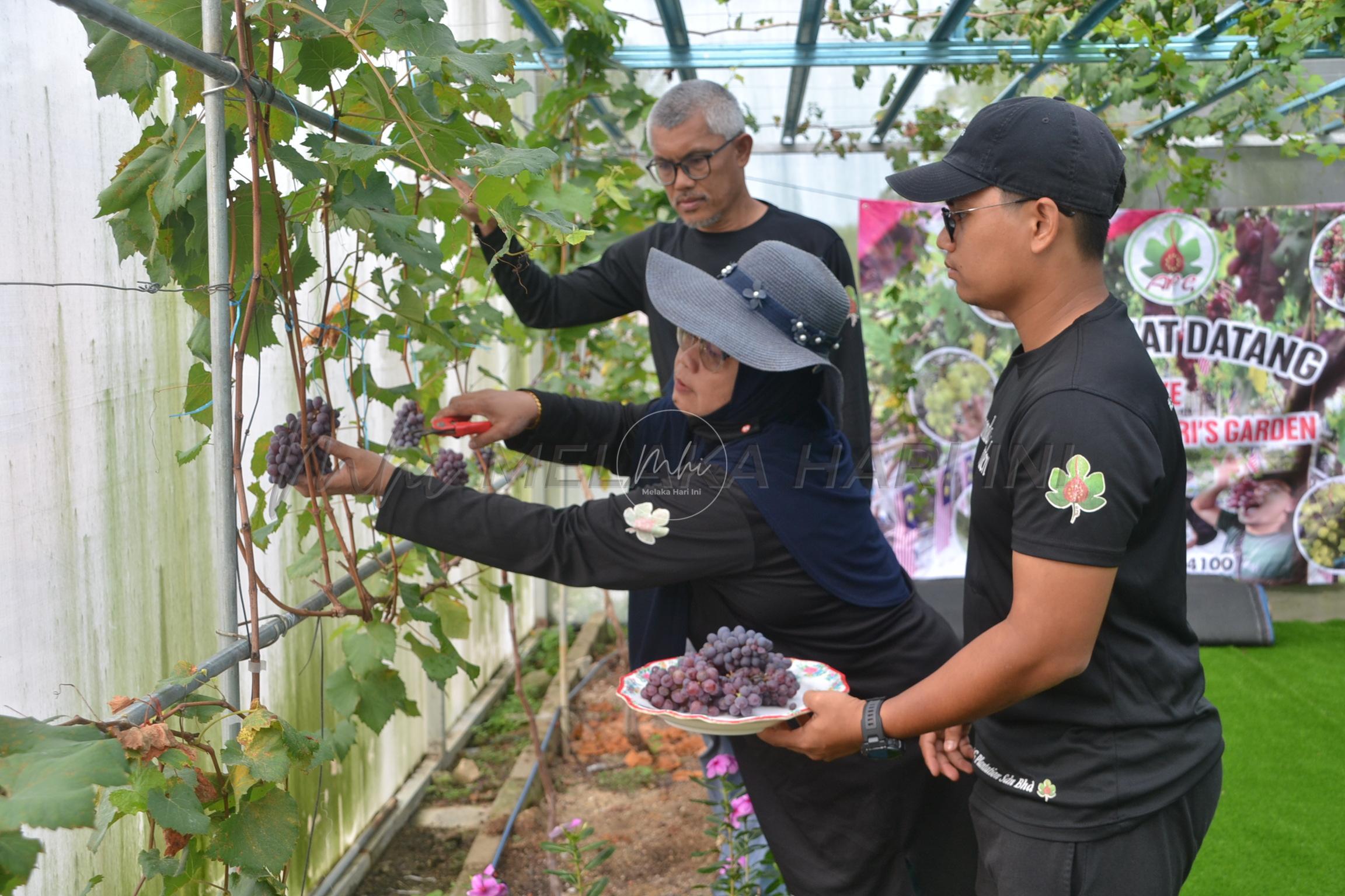 Sensasi anggur ‘made in’ Ramuan Cina Besar