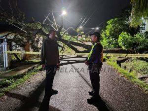 Pokok