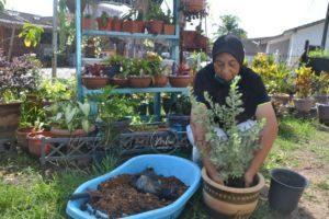 Pokok din