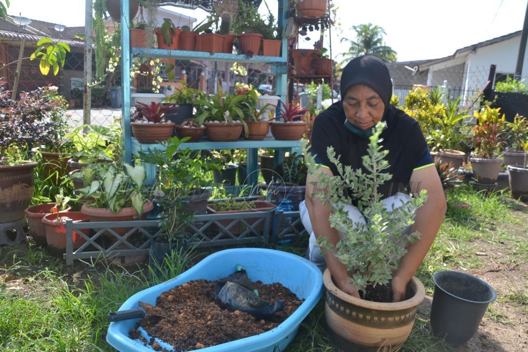 Ibu tunggal usahakan tanaman pokok hiasan demi kelangsungan hidup