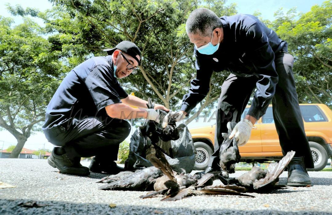 Ancaman gagak, MBMB atur operasi ‘tembak’ besar-besaran