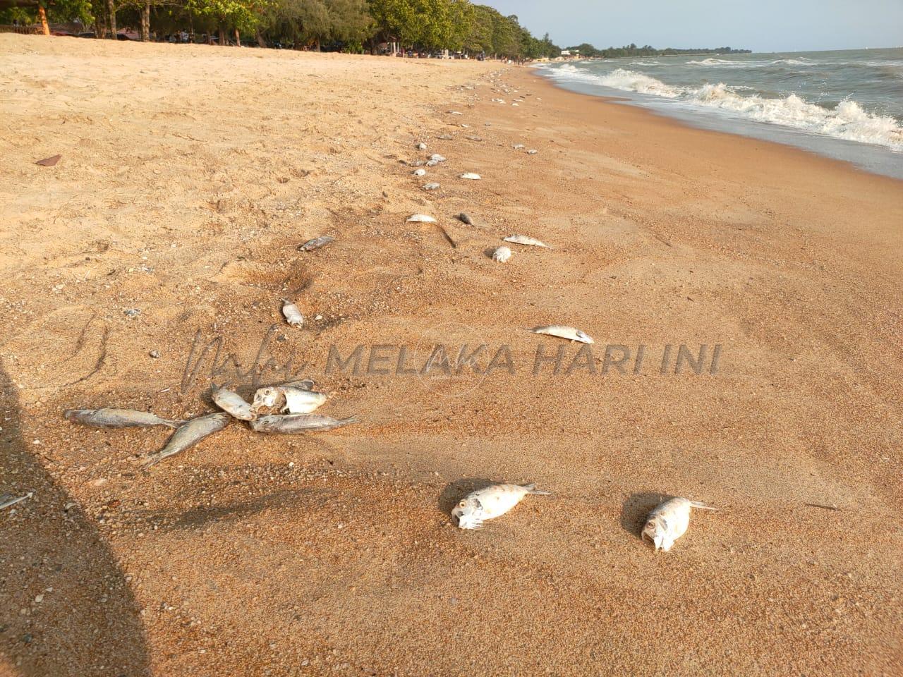 Tumpahan belerang dikaitkan punca ikan mati terdampar