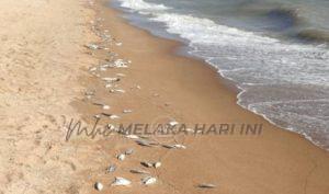 Ikan mati terdampar