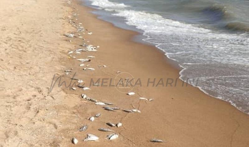 Ikan terdampar di Pantai Sungai Tuang mungkin dibuang nelayan