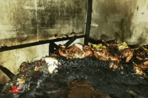 Kambing