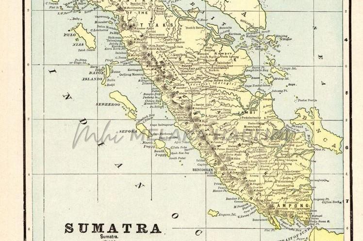 Semut, Raya and Sumatera