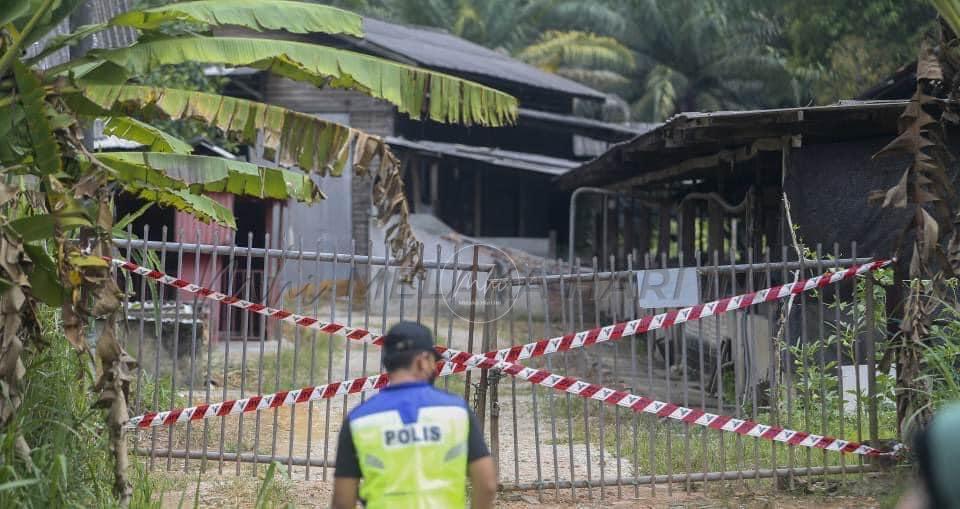 2,000 ekor babi berhampiran ladang dijangkiti ASF ‘hilang’