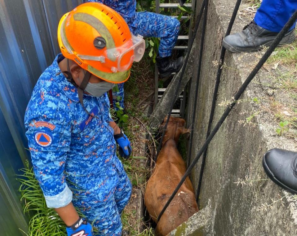 20 minit tarik lembu 180kg jatuh longkang