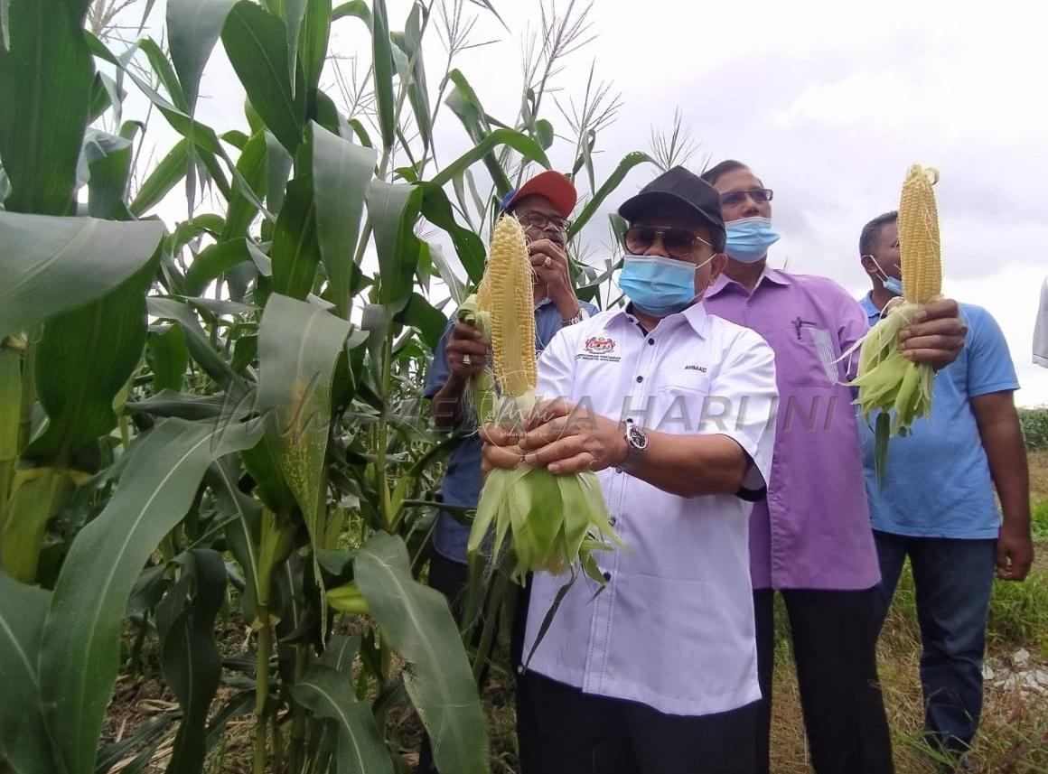 Melaka, Perlis antara negeri mulakan tanaman jagung bijian – MAFI