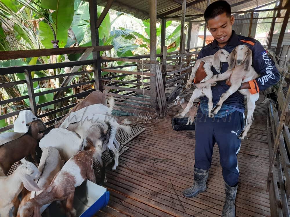 Berhenti kerja demi jaga kambing bapa