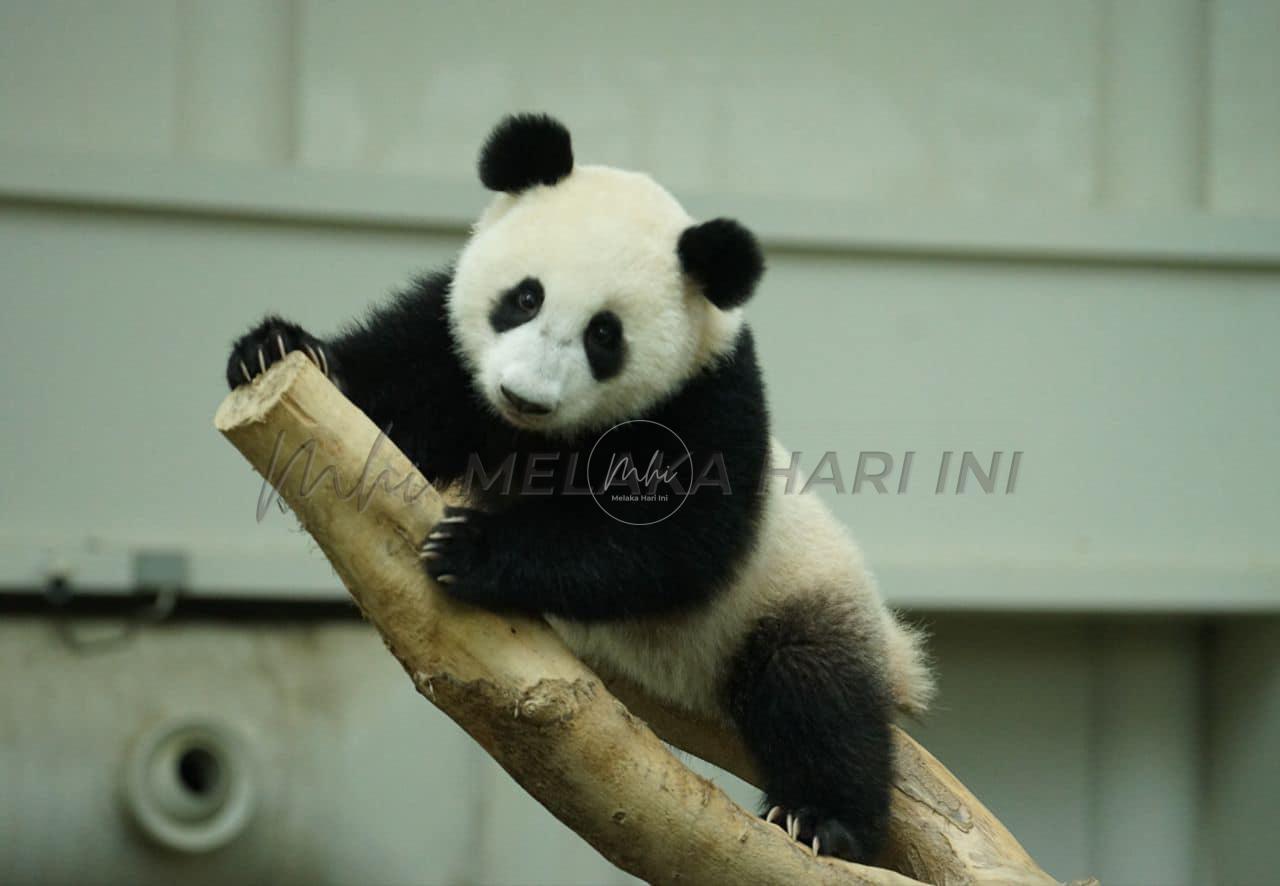 Sheng Yi nama anak ketiga pasangan panda