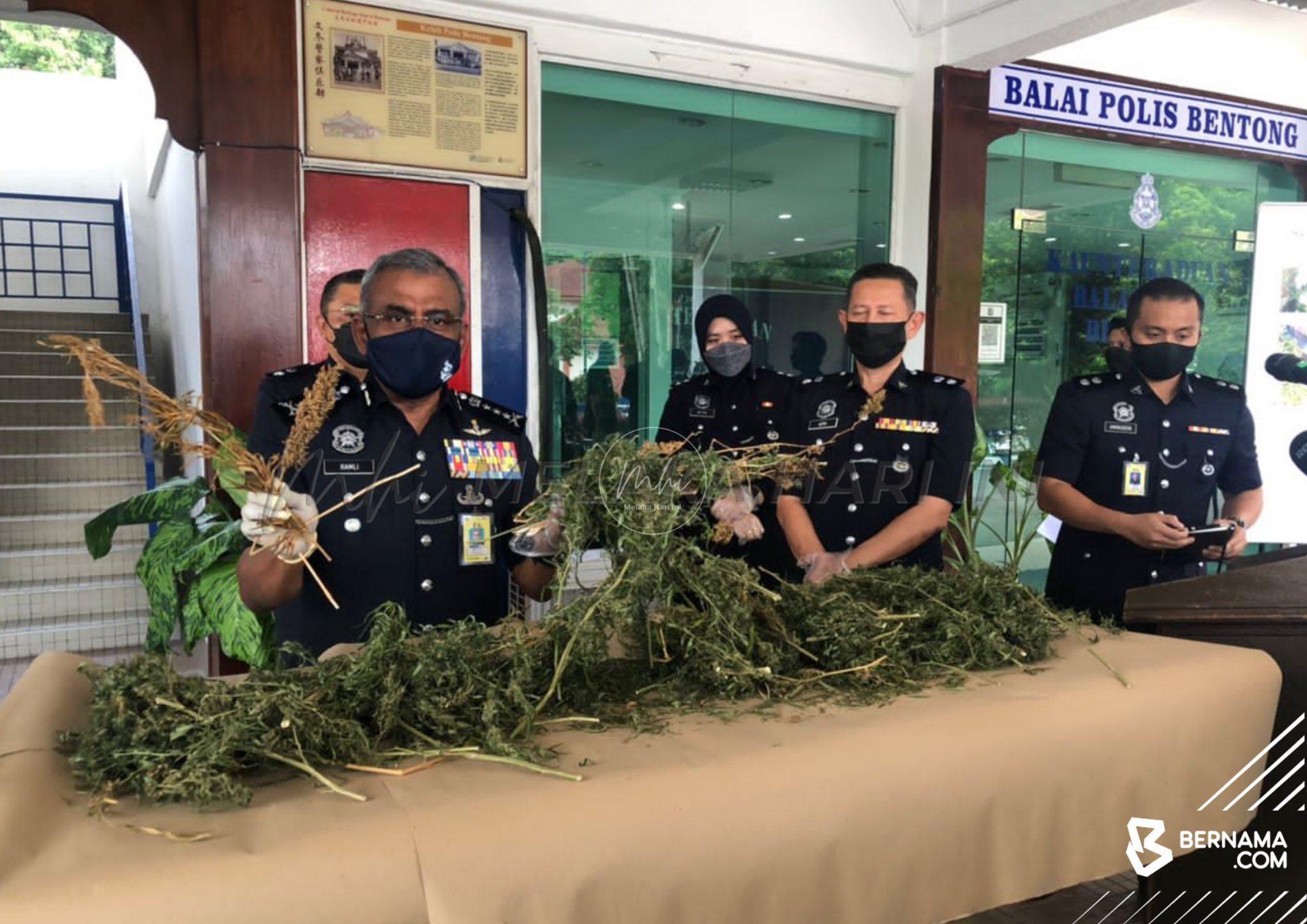 Bekas diplomat dan anak lelaki ditahan disyaki tanam pokok ganja