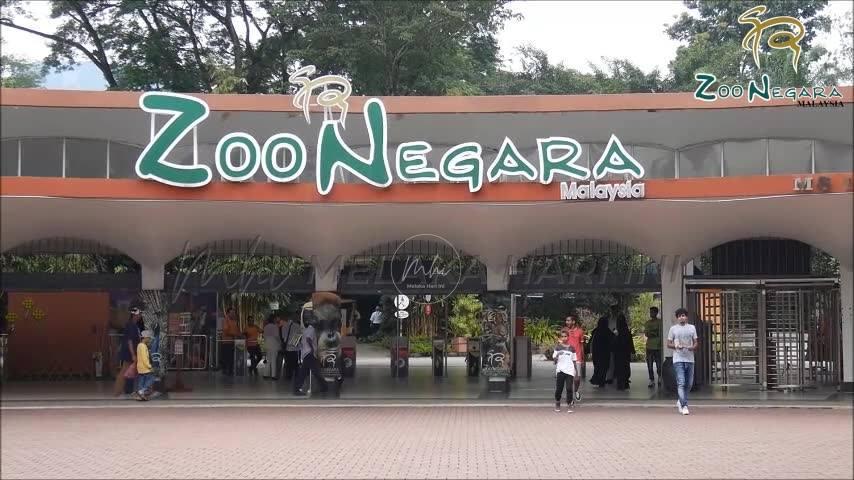 Zoo Negara terima jumlah pengunjung memberangsangkan
